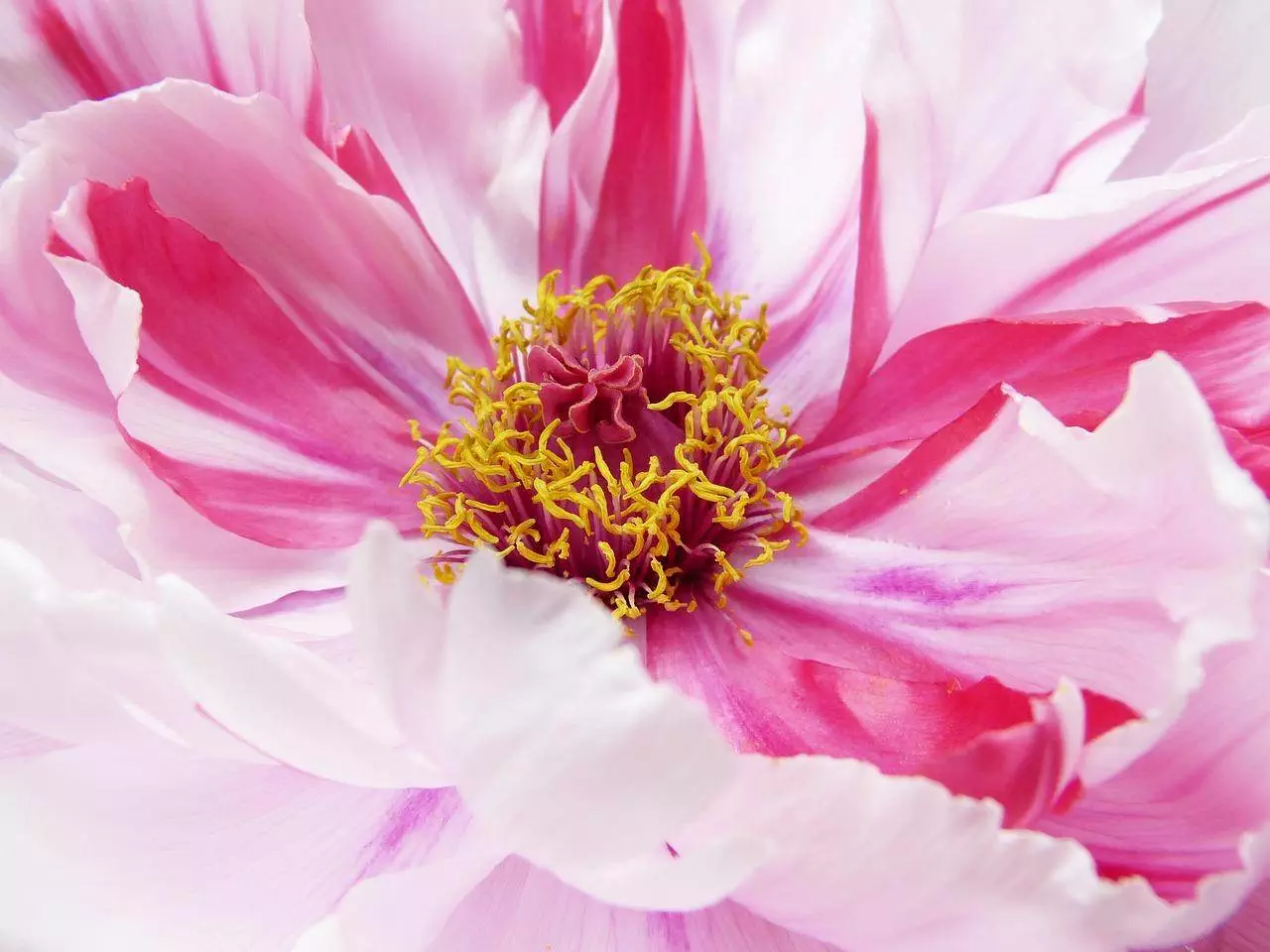 Erkältung & Ayurveda 3 peony 4205542 1280